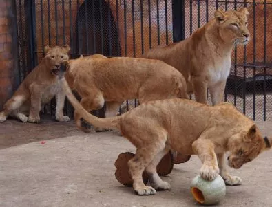 Питат пловдивчани искат ли лъвове и тигри в зоопарка