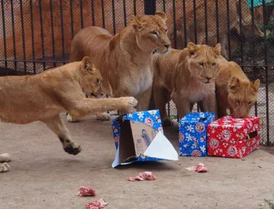 Лъвски рожден ден във варненския зоопарк (СНИМКИ)