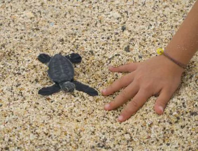 Откриха нов вид костенурки на Галапагоските острови