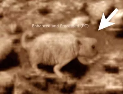 ВИДЕО: Видяха мечка на Марс