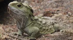 Годзила нахлу на пистата за Формула 1 в Сингапур