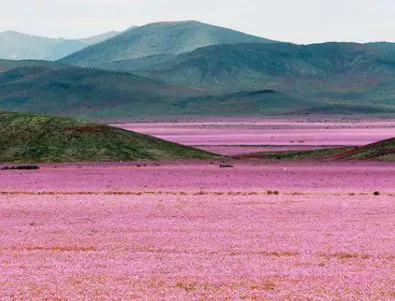 Най-сухата пустиня на Земята се покри с цветя