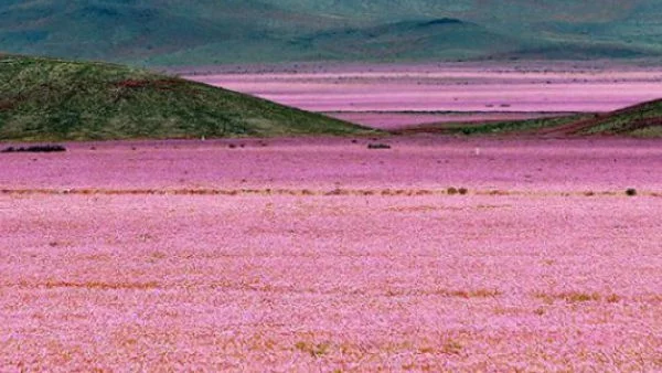 Най-сухата пустиня на Земята се покри с цветя