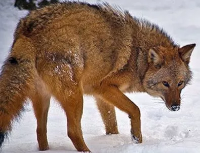 Мелез между вълк, койот и куче превзема САЩ