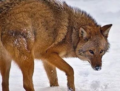 Финландия отново е разрешила лова на вълци