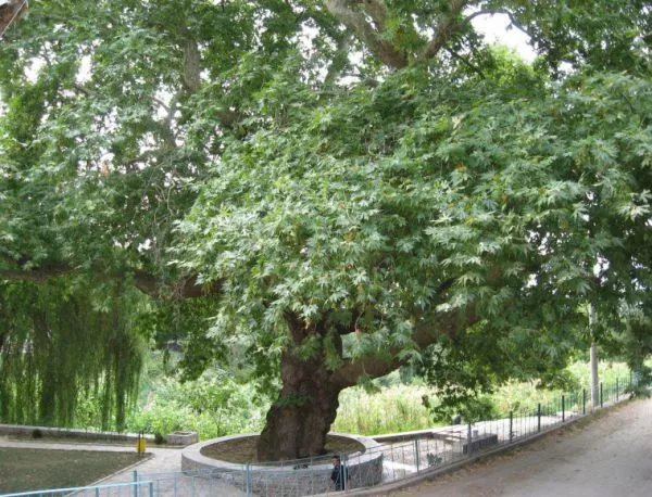 70 дървета номинирани в "Дърво с корен 2015"