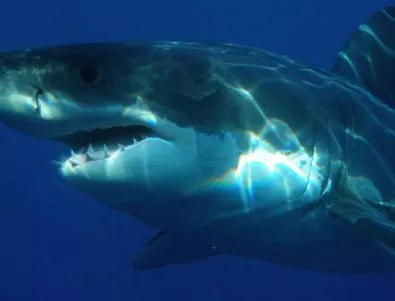 Откриха останки от гигантска акула, живяла преди 300 млн. г.