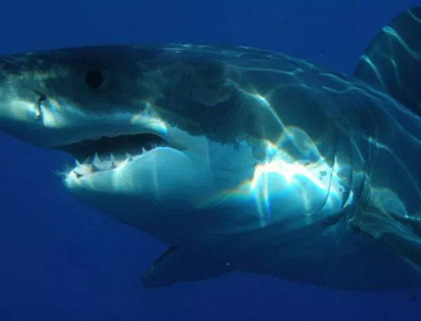 Откриха останки от гигантска акула, живяла преди 300 млн. г.