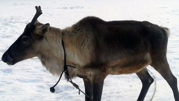 Откраднаха елен на Дядо Мраз