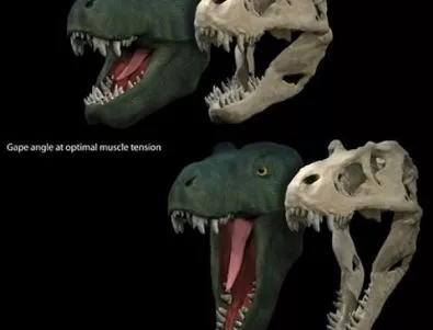 Хищните динозаври разтваряли огромна паст
