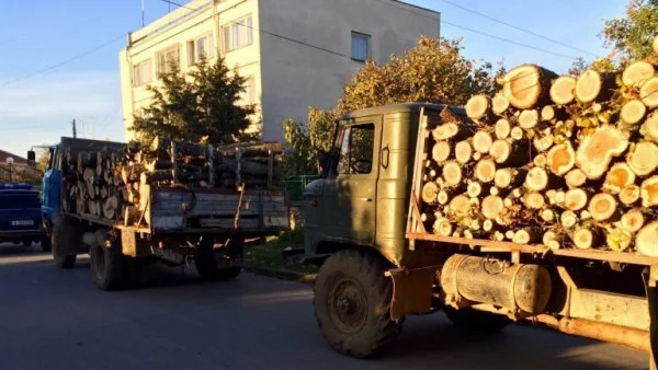 Природозащитници искат да бъде спряна поддържащата сеч, защото прикрива дърводобива