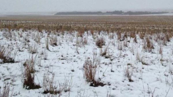 А вие виждате ли овцете?