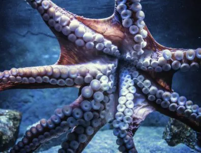 Октоподите вдъхновиха учените за иновации в медицината