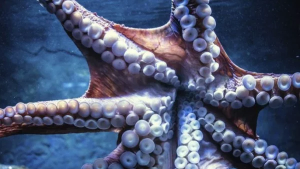Октоподите вдъхновиха учените за иновации в медицината