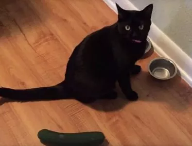 Защо котките се страхуват от краставици? (ВИДЕО)