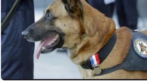 Руска барета разкритикува френската полиция заради загинало полицейско куче в "Сен Дени"