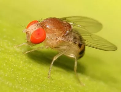 Защо е толкова трудно да уловим муха? (ВИДЕО)