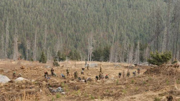 2 000 фиданки засадиха в района на "Меча поляна" на Витоша