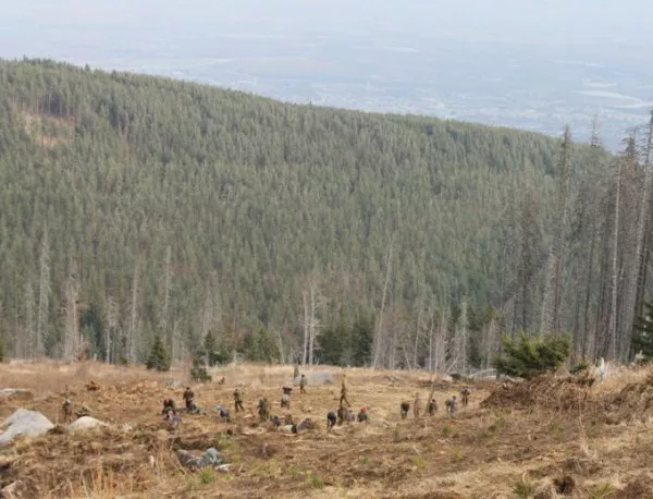 София отбелязва "Седмицата на гората" със засаждане на нови дръвчета на Витоша