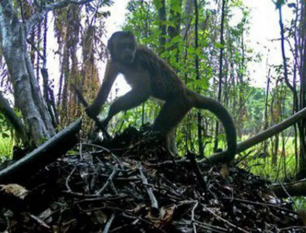 Маймуни крадат яйца под носа на алигаторите