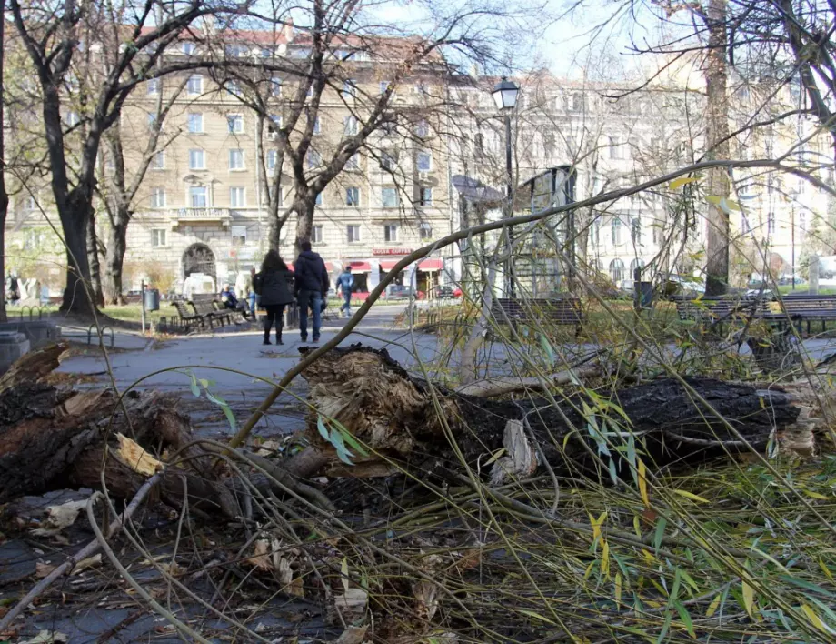 9 сигнала за паднали дървета и откъснати конструкции в София през нощта