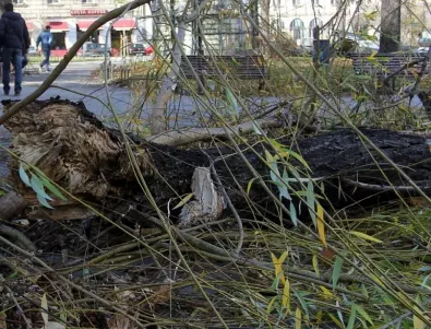 Мощен тайфун изкорени дървета и изхвърли кит на китайския бряг (ВИДЕО)