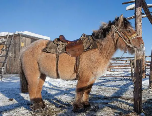 Как якутските коне са станали шампиони по издържане на студ