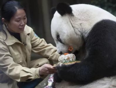 Втората най-стара панда на света отпразнува 140-и рожден ден
