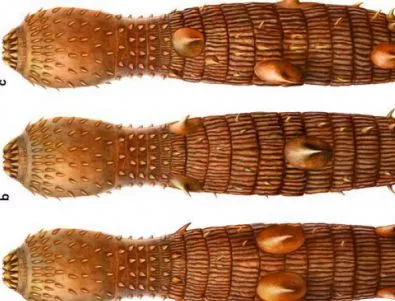 Учените описаха нов вид червеи с шипове