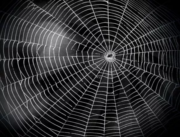 Страшните резултати от ДНК анализа на паяжината