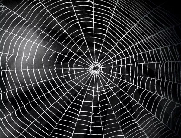 Как паякът плете своята паяжина (ВИДЕО)