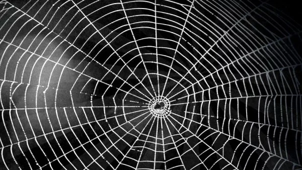 Как паякът плете своята паяжина (ВИДЕО)