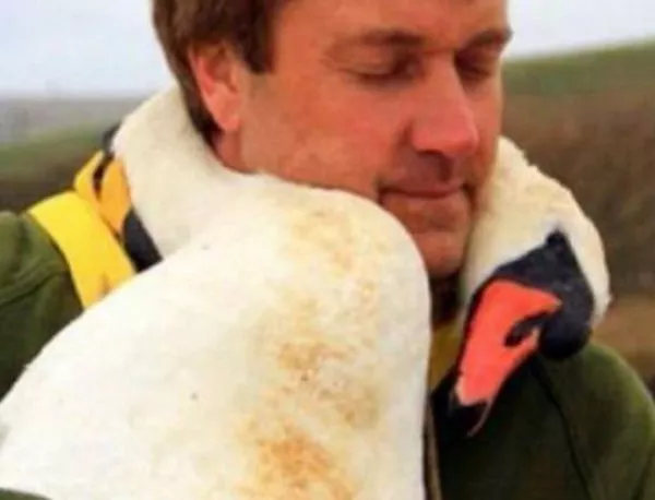 Трогателна случка: Ранен лебед прегърна спасителя си