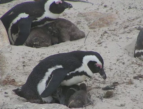 Стотици африкански пингвинчета рискуват да умрат от глад