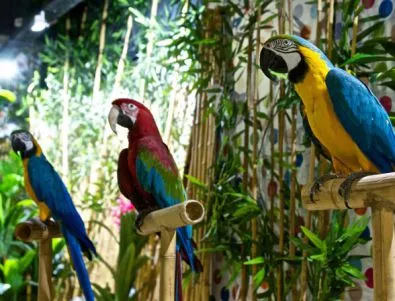 София Ринг Мол се превърна е екзотична джунгла, заради изложба на папагали