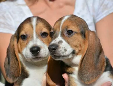 Първите кученца инвитро се родиха в САЩ (СНИМКИ)