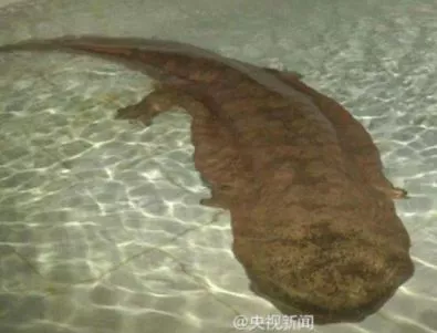 Изчезващ гигантски саламандър откриха в Китай (ВИДЕО)