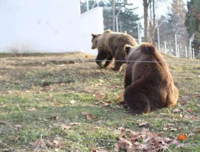 Посрещнаха мечките Калина и Борко в новото им жилище