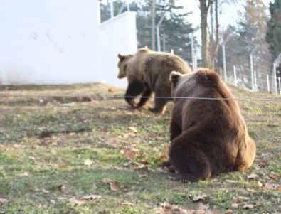 Нови правила за посетителите на Парка за танцуващи мечки