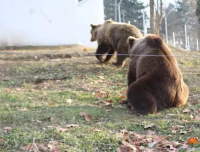 Последните три циркови мечки в Сърбия бяха преместени в зоопарк