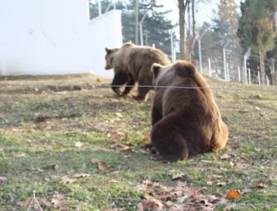 За месец мечка нападна 15 животни в Смолянско