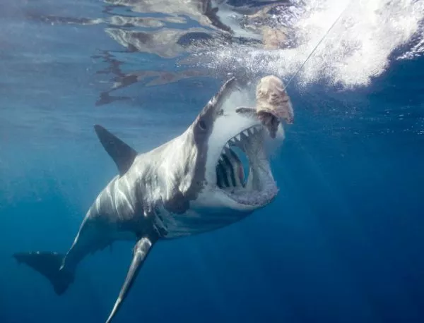 ВИДЕО: Нападение на голяма бяла акула