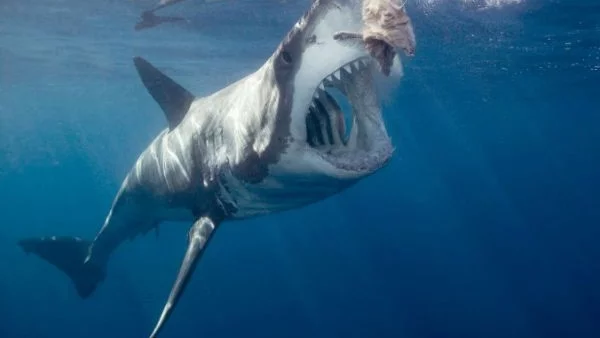 ВИДЕО: Нападение на голяма бяла акула