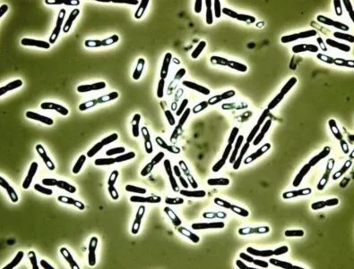 Как бактериите се съпротивляват на антибиотиците