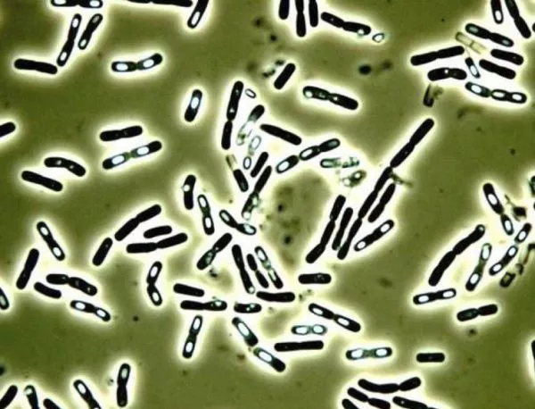 Бактериите и клетките - приблизително поравно в човешкото тяло