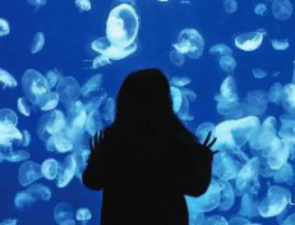 "Нещо по въпроса за медузите" - един от 10-те най-добри дебютни романа за 2015 г.