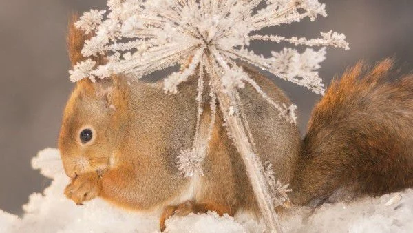 Снеговалежът спира, но градусите падат 