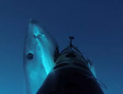 Видео: акула яде робот