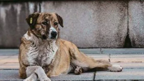 Няма краен срок за създаване на Зоополиция