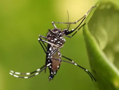 За пръв път от 60 години в Чили се появи комарът, пренасящ зика
